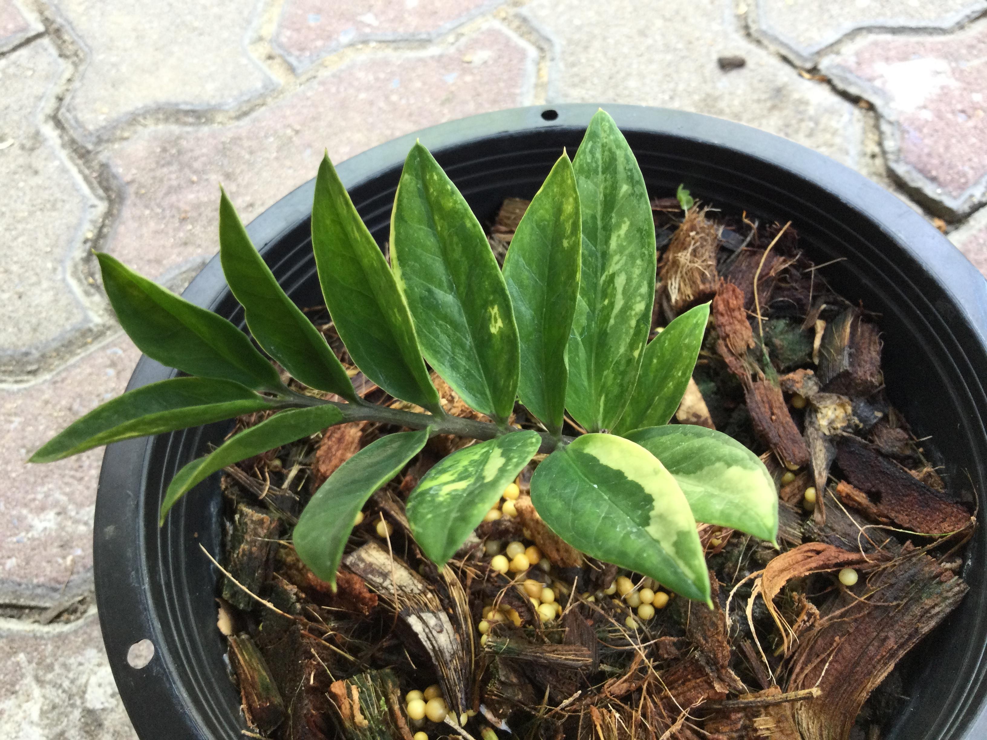 ต้นกวักมรกตแคระด่าง กระถาง 8 นิ้ว / ต้น