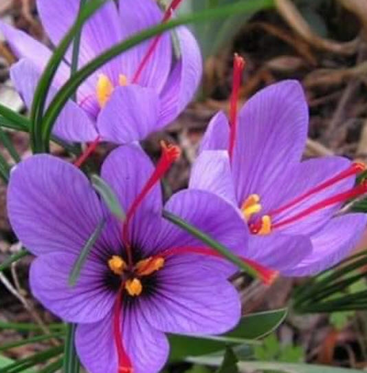 หัวหญ้าฝรั่น (Saffron Crocus) พืชสมุนไพร ของแท้ จากต่างประเทศ / หัว