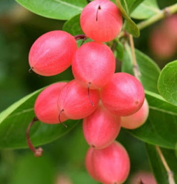 ต้นมะนาวโห่ สูง 30-50 ซ.ม. / ต้น