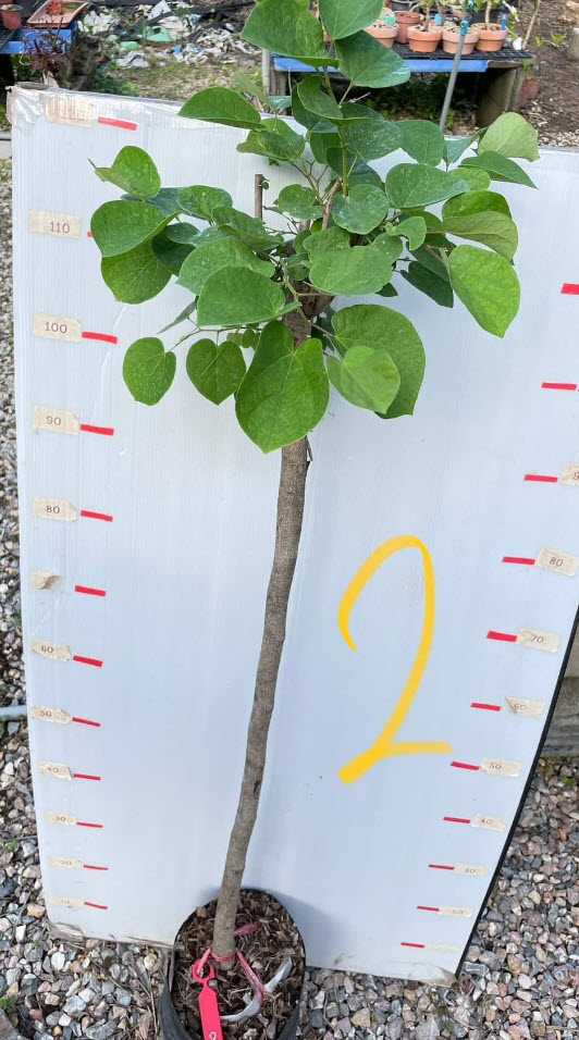 ต้นเรดบัด ขนาดใหญ่ ลำต้น 2 ซ.ม.พร้อมติดดอกได้เลย เลือกต้นได้