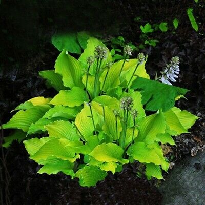 ฮอสต้า (hosta plantaginea) คละ / 100 เม็ด (China)