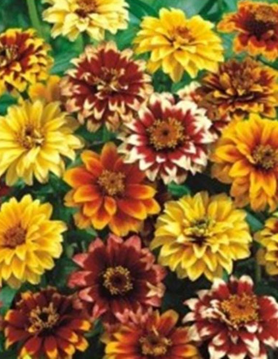 บานชื่น (Zinnia Persidskiy Kover) คละ / 100 เม็ด (Ukraine)