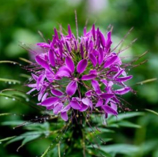 เสี้ยนฝรั่ง (Spider flower) คละ / 200 เม็ด (นอก)