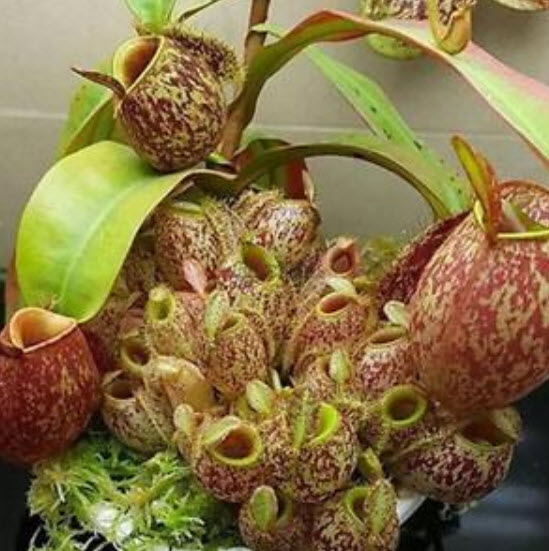 หม้อข้าวหม้อแกงลิง (Nepenthes) / 100 เม็ด