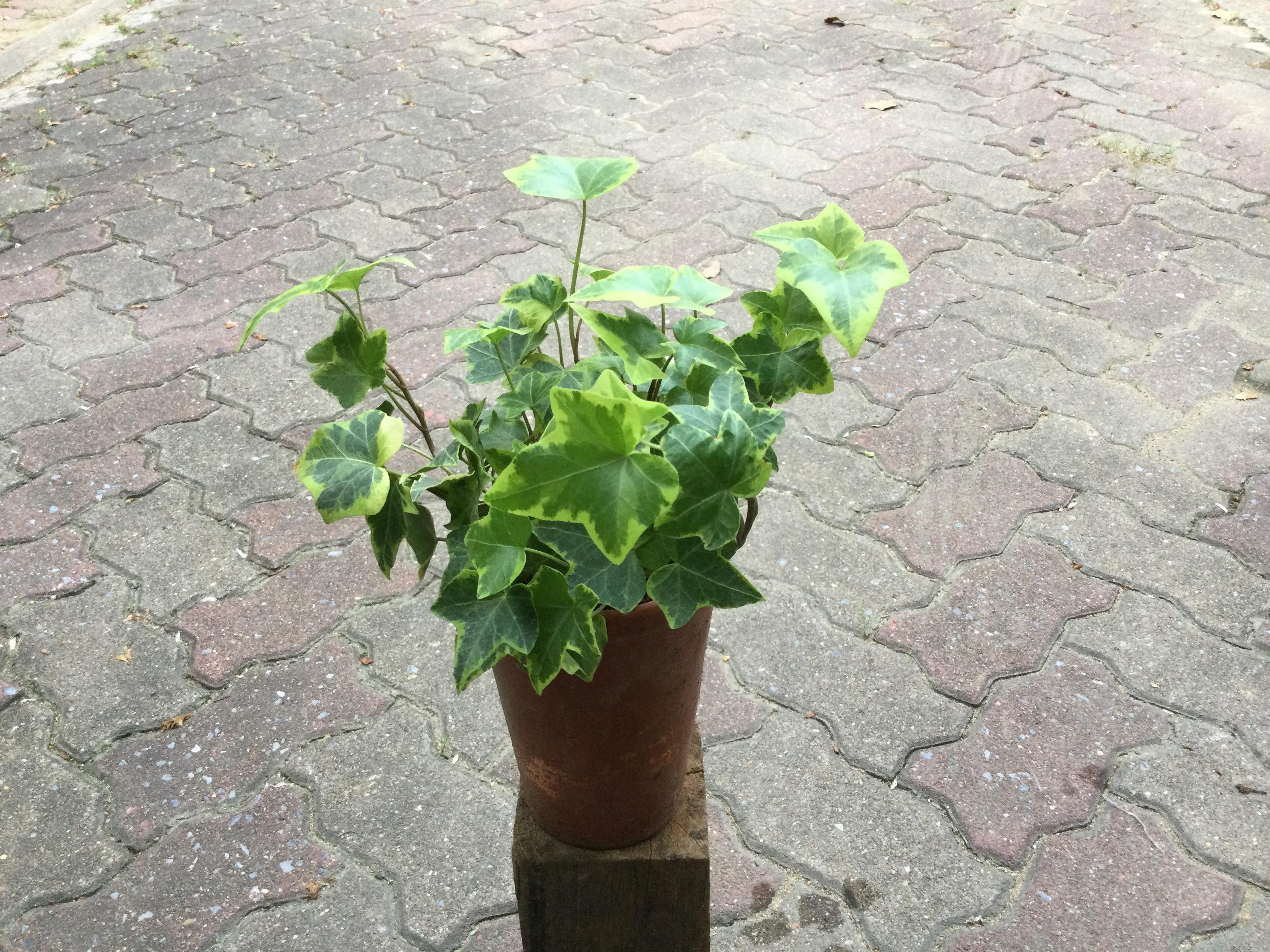 ต้นไอวี่ ใบด่างขาว กระถาง 4 นิ้วทรงสูง / ต้น