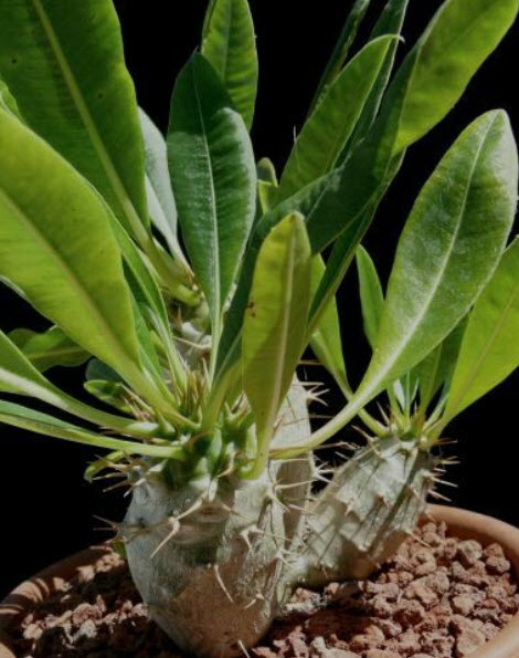 พาคีโพเดียม ลาเมเร หรือปาล์ม มาดากัสการ์ / 5 เม็ด (Spain)