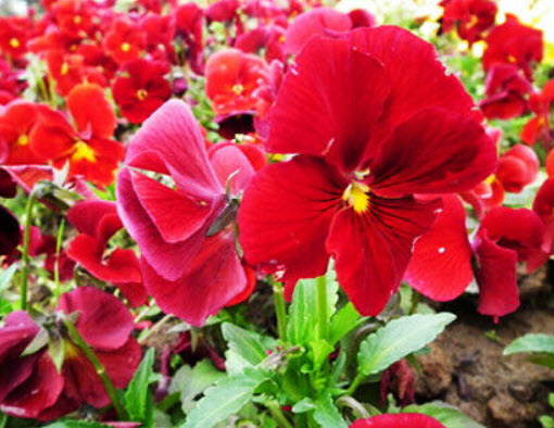 แพนซี เรดสป็อท (Pansy Red Spot) / 50 เม็ด (A088)