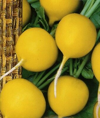 ไชเท้าเหลือง (Yellow Radish) หรือ Zlata radish / 100 เม็ด