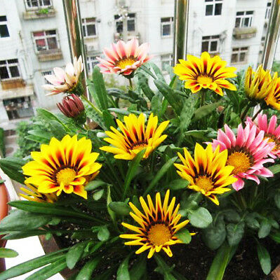กาซาเนีย (Gazania) คละ / ซอง 50 เม็ด (A029)