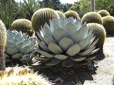 อะกาเว่ (Agave Parryi) / 10 เม็ด (UK)