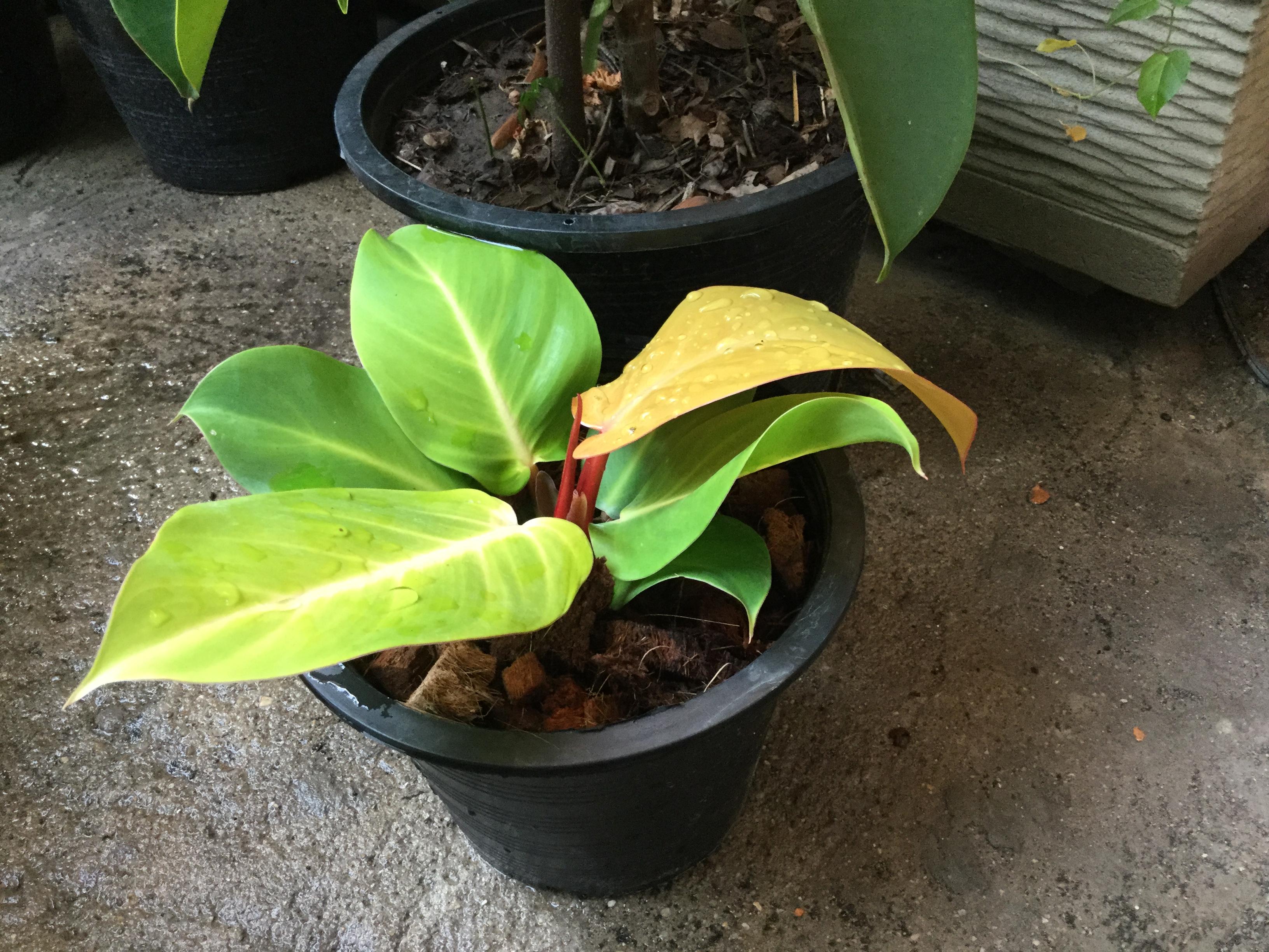 ต้นฟิโล กุมารเรียกทรัพย์ / เชอรี่เรด กระถาง 10 นิ้ว