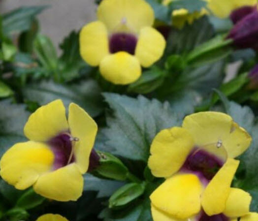 แววมยุรา (Torenia) คละ / 100 เม็ด