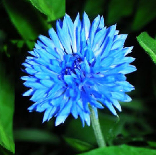 คอร์นฟลาวเวอร์ (Cornflower) สีฟ้า / 1,000 เม็ด*