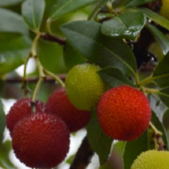 สตรอว์เบอร์รีต้น (Strawberry tree) / 20 เม็ด (Spain)