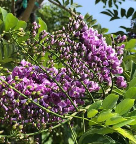 ต้นคูนม่วงแคระ คูนสีม่วง ม่วงระย้า ดอกสีม่วงเข้ม หอมมาก 80-120 ซ.ม.