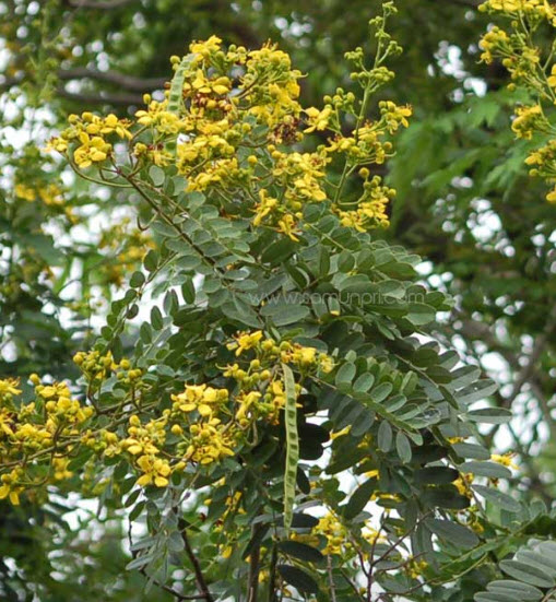 ขี้เหล็ก ขี้เหล็กไทย ขี้เหล็กบ้าน / 200 เมล็ด