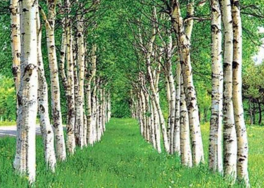 ซิลเวอร์ เบิร์ช (Silver Birch) / แพ็คใหญ่ 300 เม็ด (Spain)