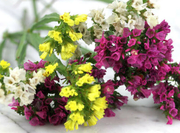 สแตติส (Statice) คละ / 250 เม็ด (UK)