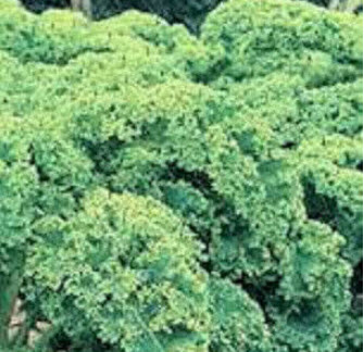 คะน้าเคลใบหยิก (Vate blue curled kale) / 500 เม็ด