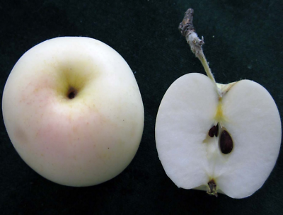 แอปเปิ้ลขาว (White Apple) / 10 เม็ด