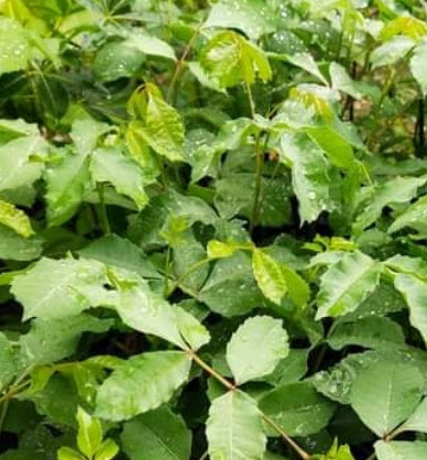 มารูลา (African Marula) หรือต้นช้างเมา / 3 เม็ด (Portugal)