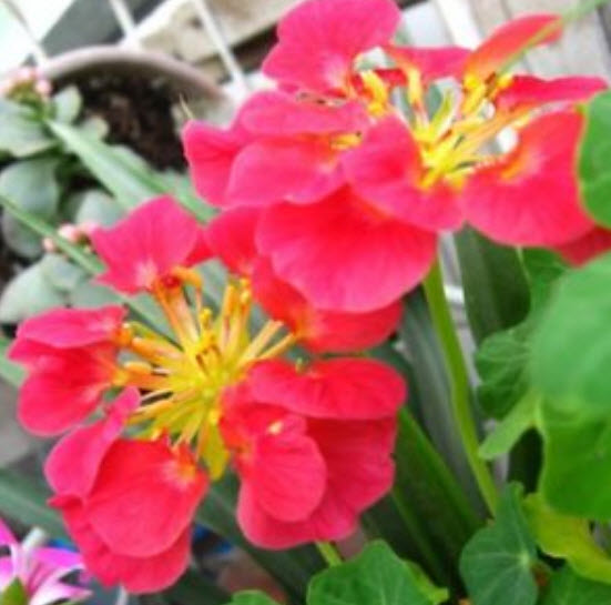 แนสเตอเตียม (Nasturtium) สีชมพู / 25 เม็ด