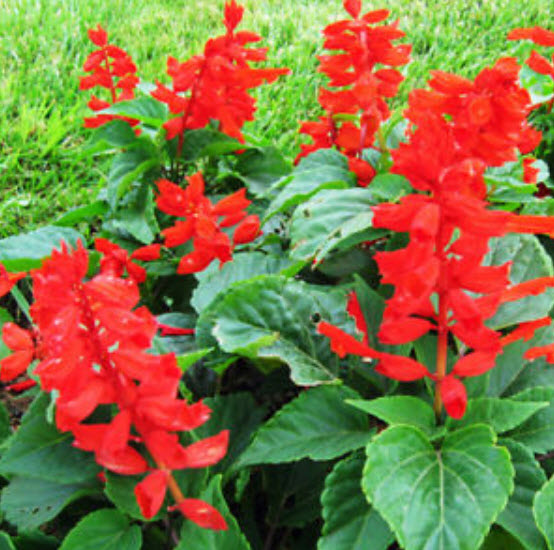 ซัลเวีย (Salvia / Scarlet Sage) สีแดง / ซอง 30 เม็ด (A055 / A009)