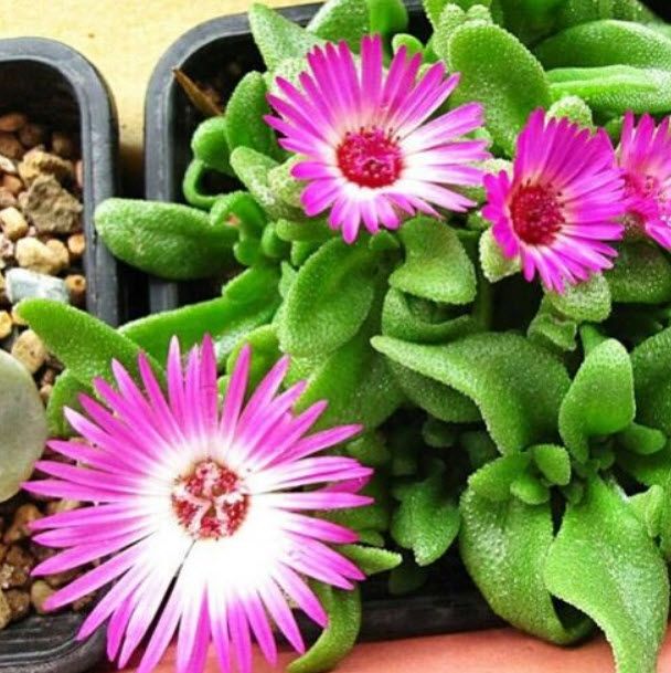 ไอซ์ แพล้นท์ (Ice Plants / Livingstone Daisy) คละ / ซอง 30 เม็ด (A213)