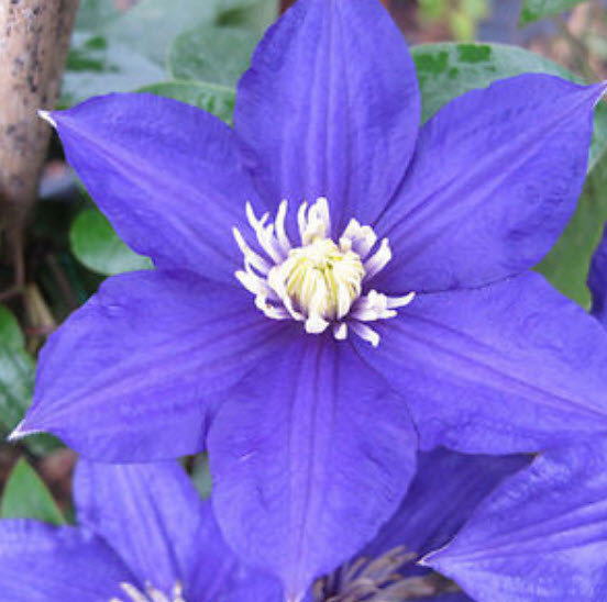 เคล็มแมททิส (Clematis) สีน้ำเงิน / 100 เม็ด