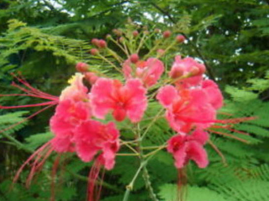 ต้นหางนกยูงไทย สีชมพู สูง 65-80 ซ.ม. กระถาง 8 นิ้ว / ต้น