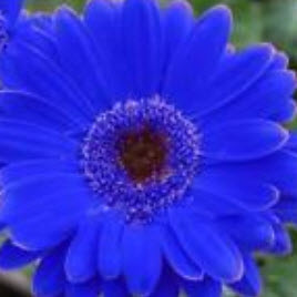 เยอบีร่า (Gerbera) สีน้ำเงิน / 25 เม็ด (หายาก)
