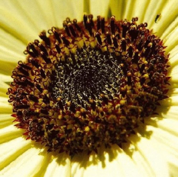 ทานตะวัน สีเหลือง / ซอง 15 เม็ด (A302)