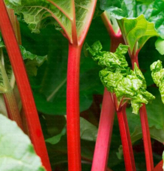 รูห์บาบแดง (Red Rhubarb) / 10 เม็ด (France) *