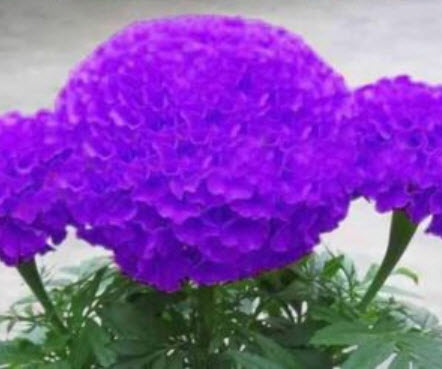 ดาวเรืองหม้อ สีม่วง / 50 เม็ด (หายาก)