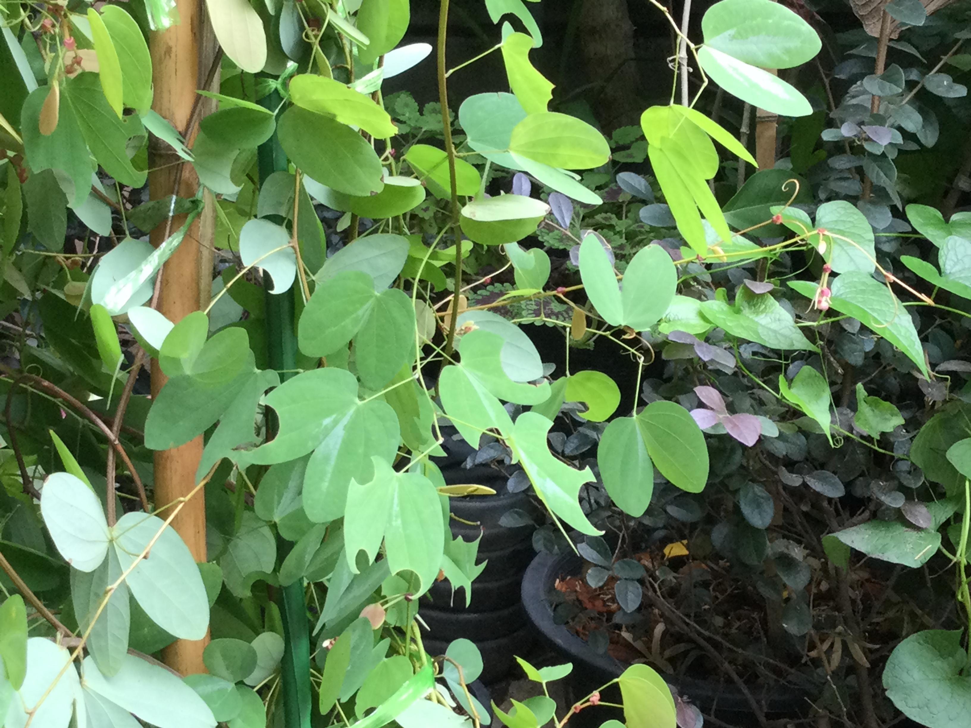 ต้นสร้อยสยาม หรือชงโคสยาม กระถาง 8 นิ้ว ไม้เถาเลื้อย