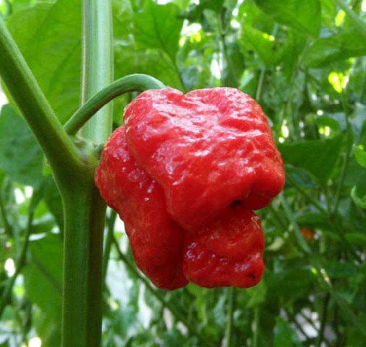 พริก Trinidad Moruga Scorpion / 10 เม็ด (USA)