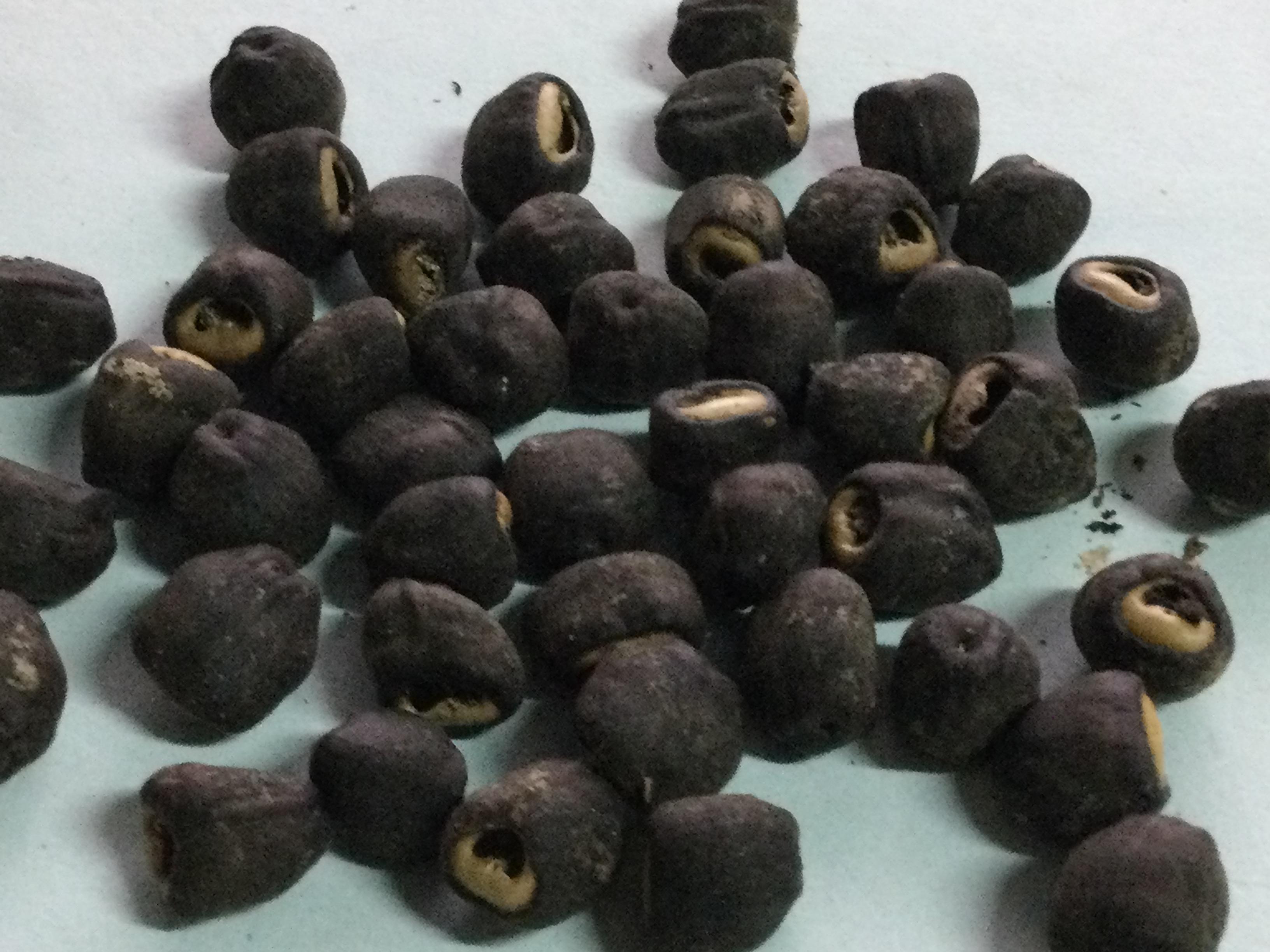 กล้วยนวล (Elephant banana / Ensete glaucum) หรือกล้วยหัวโต / 5 เม็ด (P2S)