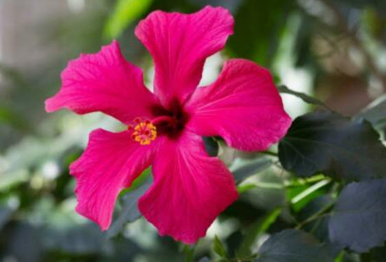 ชบา เท็กซัส สตาร์ (Texas Star Hibiscus) / 5 เม็ด (UK)