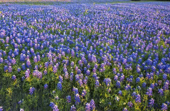 บลูบอนเน็ต / เท็กซัส บลูบอนเน็ต (Blue Bonnet) / 100 เม็ด (USA)