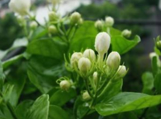 พุดซ้อน (Cape jasmine) สีขาว / 25 เม็ด (นอก)