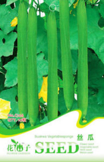 บวบลูกยาว (Luffa Cylindrica Gourd) / ซอง 10 เม็ด (C106)