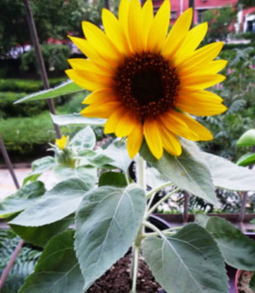 ทานตะวัน / ซอง 20 เม็ด (A033)