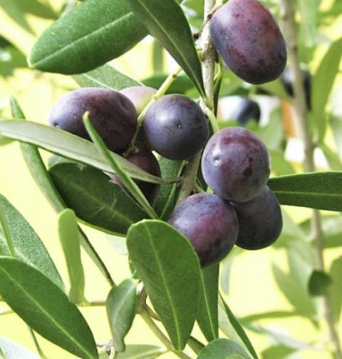 มะกอกแคนิโน (Canino Olive) หรือมะกอกดำ / 5 เม็ด (USA)