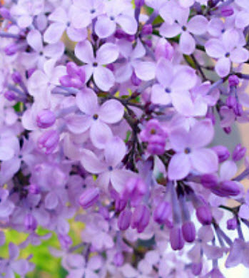 ไลแลค (Lilac) หรือซิริงก้า สีม่วง / 50 เม็ด