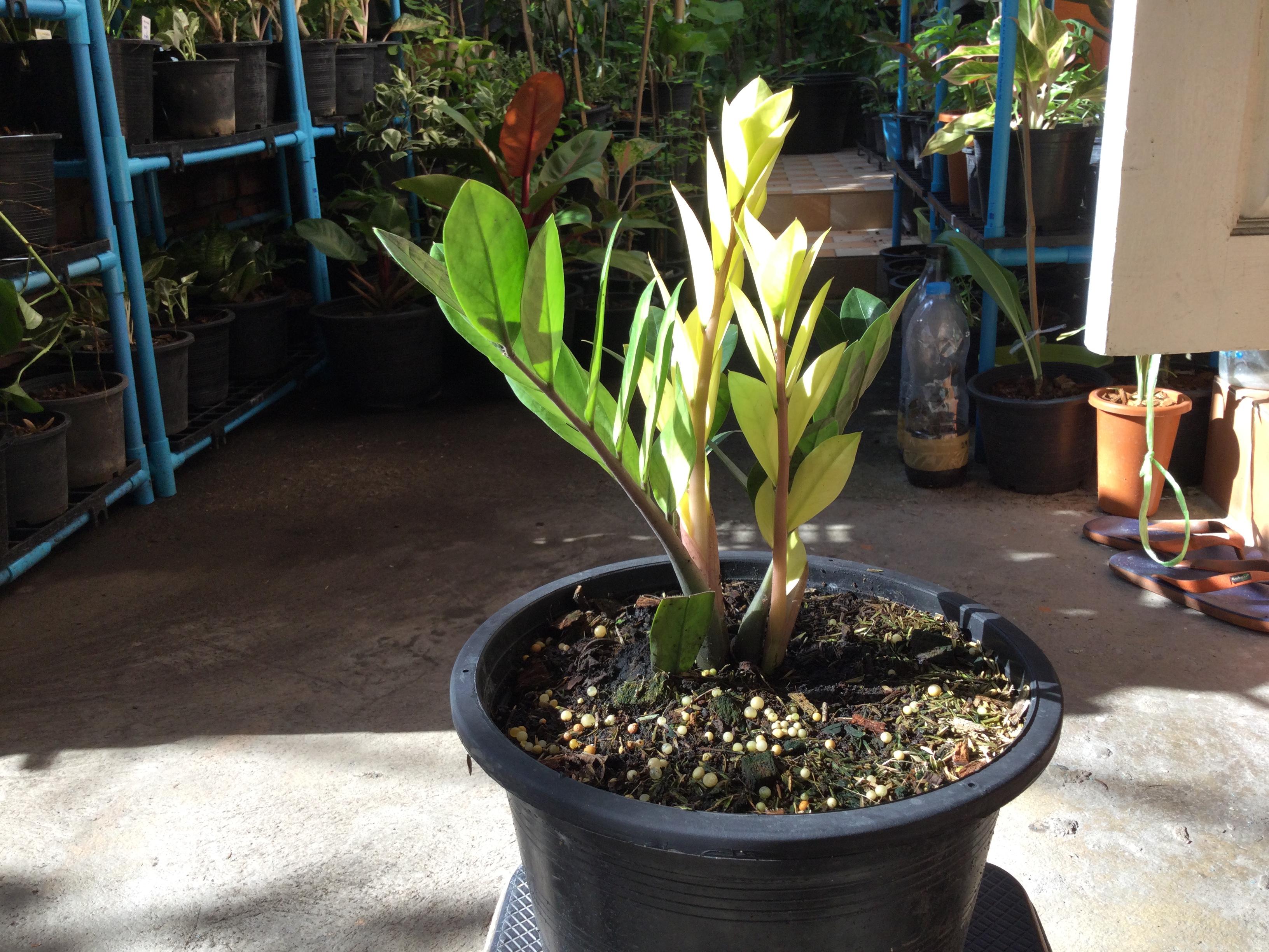 ต้นกวักมรกตด่างสีทอง กระถาง 10 นิ้ว*