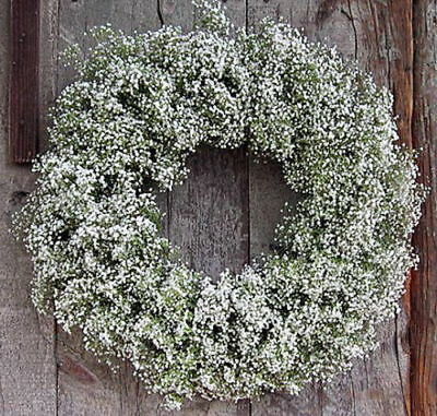 ยิปโซ (Gypsophila) คละสี / 600 เม็ด (Serbia)