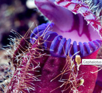 กระเป๋าจิงโจ้ (Cephalotus Giant Clip) คละ / 100 เม็ด