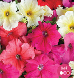 พิทูเนีย อีซี่ เวฟ (Petunia - Easy Wave) คละ / ซอง 30 เม็ด
