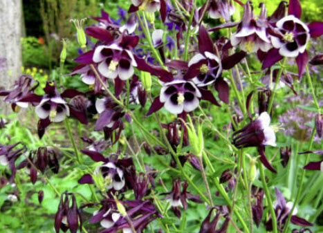 โคลัมบายน์ - วิลเลี่ยม กินเนส (Columbine William Guinness) / 100 เม็ด (UK)