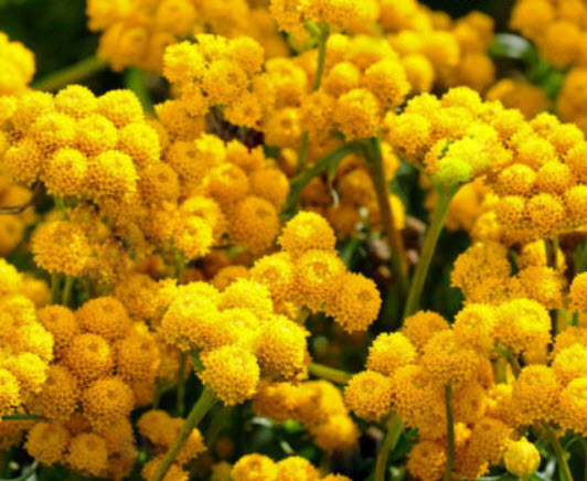 อะเจอราตุ้ม (Ageratum) เหลือง / 850 เม็ด (UK)